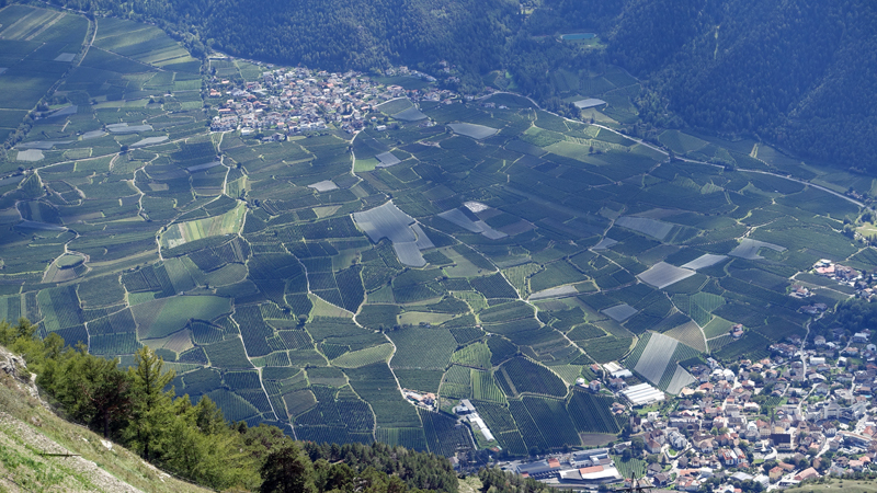 2017-09-15_132530 trentino-suedtirol-2017.jpg - Apfelplantagen zwischen Latsch und Tarsch